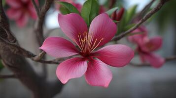 Sharp macro of flower blooming on tree branch in light capturing nature beauty photo