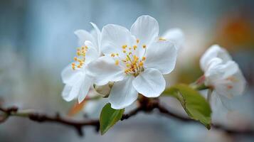 Blooming flower on a tree against soft natural sky capturing nature beauty photo