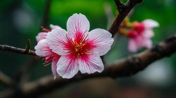Bright flower on tree with dreamy background of nature and nature beauty photo