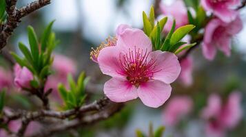 Macro flower close up with dreamy blurred background emphasizing nature beauty photo