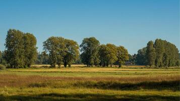 Photorealistic summer background under clear sky photo