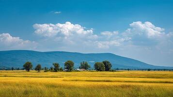 Bright summer background day in open green field photo