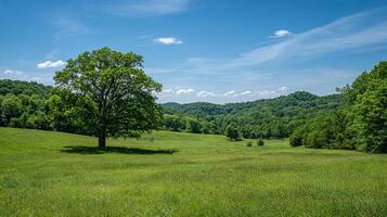 Bright summer field with lush green grass background photo