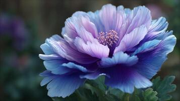 Flower image with vivid petal beautiful structure photo