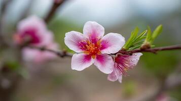 Tree photo of flower with beautiful natural ambiance