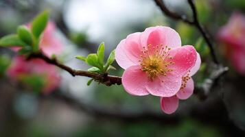 Blooming tree photo of flower in focus with sunlit background