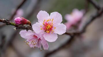 Peaceful photo of flower on springtime branch