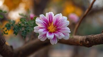 Outdoor photo of flower in light with green backdrop