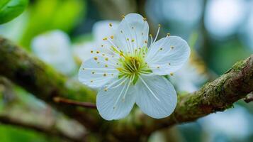 Beautiful photo of flower in bloom on tree with green background