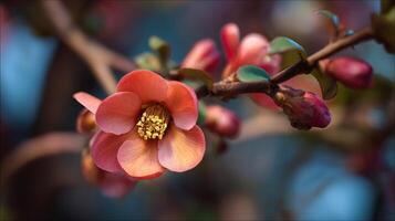 Rich tone petals on tree shine in this glowing flower photo