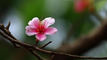 Ultra detailed macro flower photo with gentle bokeh