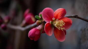 Soft nature tones frame rich color in this flower photo