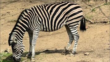 A zebra elegantly grazing peacefully in its natural environment, showcasing its striking black and white stripes photo