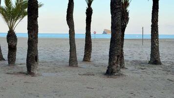 A serene beach with palm trees, golden sand, and a stunning ocean backdrop. Ideal for relaxation and rejuvenation photo