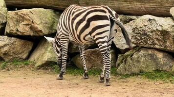 A stunning zebra grazes peacefully on the ground close to a rocky area, showcasing its unique and beautiful stripes photo