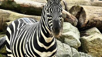 A closeup photo displays a zebra with unique black and white stripes in a beautiful natural setting