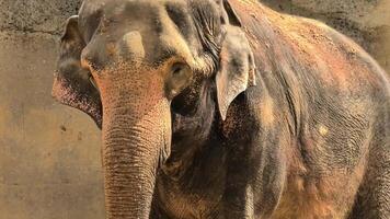 Closeup shots of a magnificent elephant, showcasing its unique features along with its earthy surroundings photo