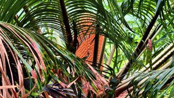 A stunning view of lush palm foliage with vibrant patterns and colors in an idyllic tropical setting photo