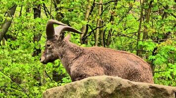 A majestic mountain goat is peacefully resting on a large rock, surrounded by vibrant green foliage and trees photo