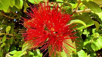 This is a breathtaking closeup image of a strikingly beautiful red flower surrounded by lush green leaves photo