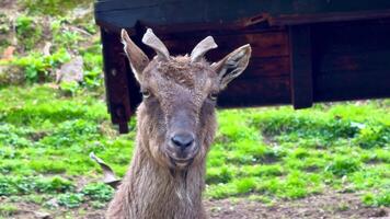 A truly stunning goat showcasing its remarkable beauty and graceful nature in a lush green environment filled with life photo