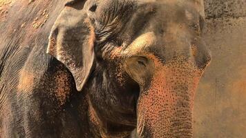 A mesmerizing closeup of an Asian elephant highlighting its distinctive features, textures, and unique characteristics photo