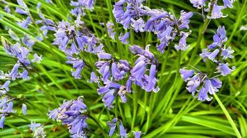 Stunning closeup view of beautiful bluebell flowers surrounded by vibrant green foliage in a delightful garden setting photo