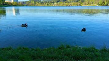 Appreciate the serene scene of ducks gliding over a picturesque lake, surrounded by vibrant greenery photo