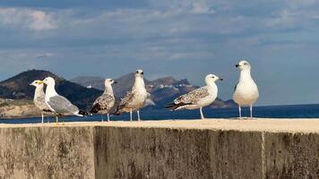 A group of seagulls resting on a coastal wall, enjoying the tranquil ocean view under a clear blue sky photo