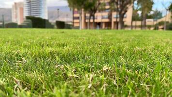 A parks green grass contrasts with modern buildings, offering a refreshing escape of charm and tranquility photo