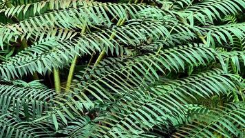 A serene and calming view features vibrant ferns showcasing their lush green foliage within a dense environment photo