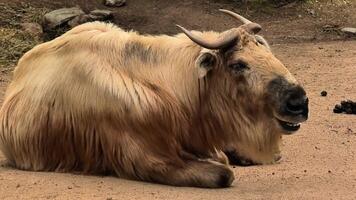 A tranquil and serene view of a resting yak, beautifully showcasing its unique features and natural environment photo