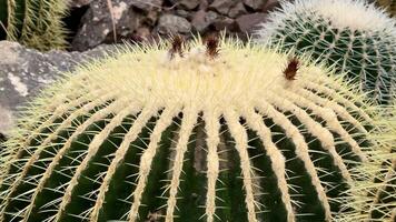 Discover the fascinating cactus, known for its striking spines and vibrant green colors that stand out photo