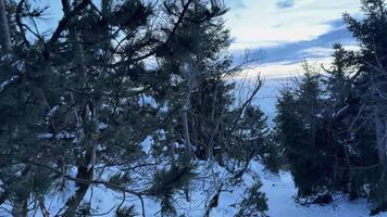 A stunningly serene winter scene showcases a snowcovered ground and majestic pine trees set against a dramatic sky photo