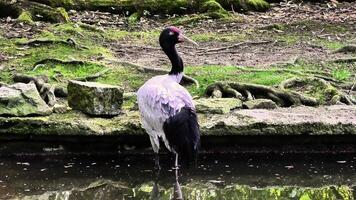 A stunning bird is gracefully poised by the still water, showcasing the natural beauty found in a serene setting photo