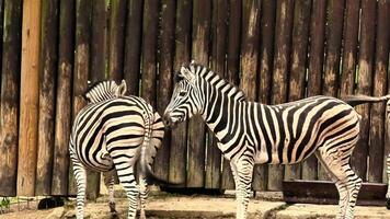 Two zebras are playfully interacting with each other, showcasing their unique patterns in a tranquil environment photo