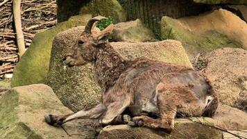 A goat is seen relaxing comfortably on rocky terrain, beautifully showcasing its natural habitat in nature photo
