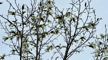 Magnolia trees are showcasing their delicate, gorgeous blooms in vibrant spring colors that captivate all eyes photo