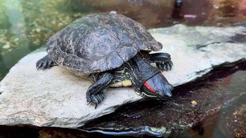 A red-eared slider turtle basking on a rock near a pond, showcasing its unique shell and vibrant colors. photo