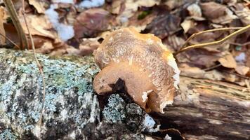This is a detailed and intricate view of a wild mushroom that is growing on a log amongst fallen leaves photo