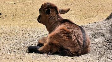 An adorable and playful baby goat is enjoying a beautiful sunny day while resting in a calm and serene environment photo