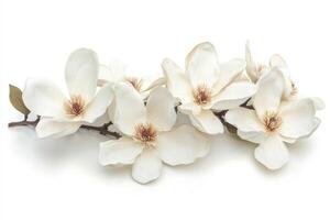Beautiful white magnolia flowers displayed on a clean white background photo