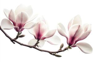 Three beautiful magnolia flowers bloom gracefully on a branch photo