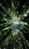 Captivating canopy a verdant spectacle of towering trees reaching towards the radiant sky above creating a serene natural sanctuary photo