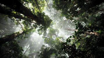 Lush canopy envelops tranquil forest creating peaceful atmosphere with sunlit foliage treetops towering high photo