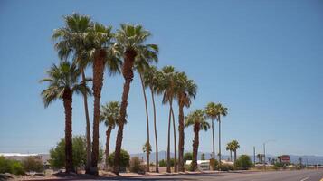 Palm trees basking under the sun a vibrant scene of summer near the road under bright skies photo