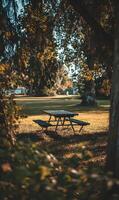Peaceful picnic spot under the shade of trees inviting relaxation and outdoor enjoyment on a sunny day with nature's beauty photo