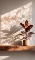 Indoor rubber plant in pot illuminated by sunlight creating abstract shadow patterns on wall shelf minimalism photo