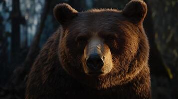 The bear is looking at the camera in the woods photo