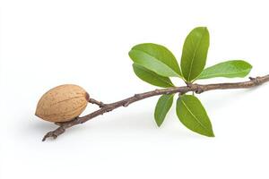 Almond on a branch photo